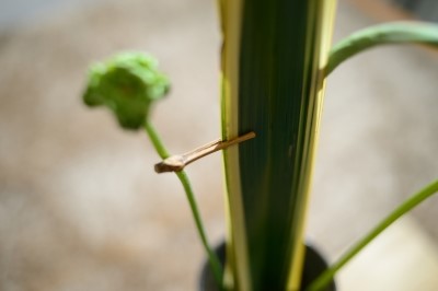 589ab7433cb08_70189607103_11.jpg