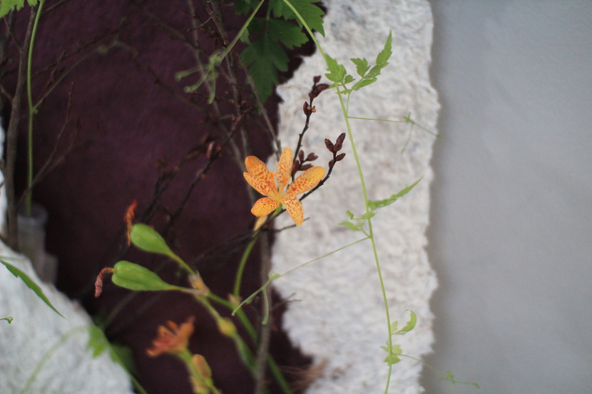 5d4a41c98a557_221605490445_10.jpg